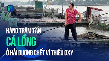 Nông dân Hải Dương mất trắng khi hàng trăm tấn cá nuôi lồng chết vì thiếu oxy | VTC1