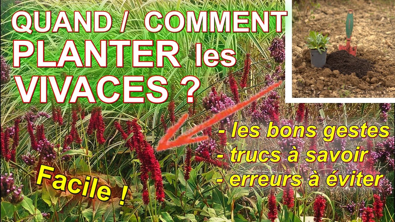 Comment et quand planter des vivaces au jardin