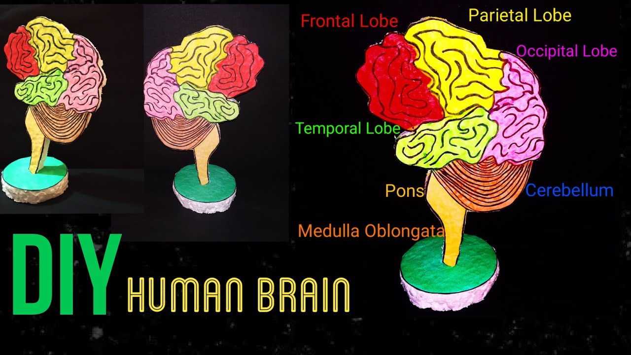 The handmade brain model showing the brain lobes painted with different