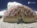 缶切りカラッパ - Box crab having a can opener tool