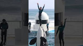 ララと匠の一心同体リフティング!! #Shorts #鴨川シーワールド #シャチ #Kamogawaseaworld #Orca #Killerwhale