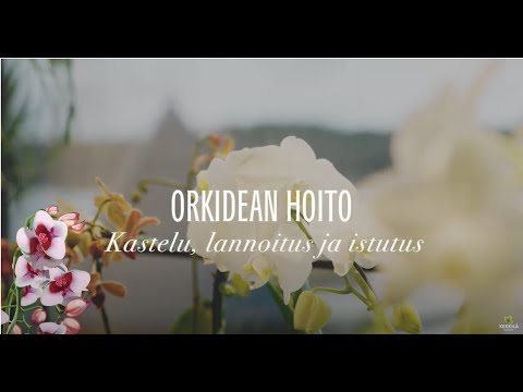 Video: Orkideanhoito