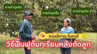 วิธีฟื้นฟูต้นทุเรียนให้แข็งแรง หลังเก็บเกี่ยวผลผลิต [EP.17]