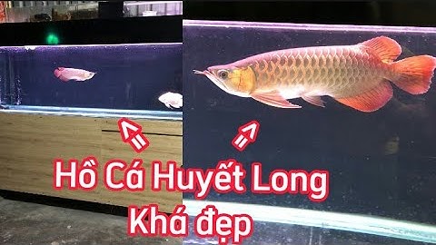 Cá Huyết Long Đẹp - Bộ Lọc Hồ Cá Rồng + Huyết Long Đơn Giản Nước Siêu Trong.Hồ E Dương ở Hóc Môn.