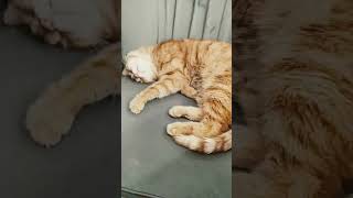 hanimiş benim anneciğim bitti şimdi