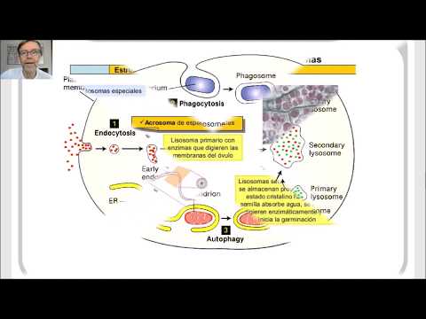 Vídeo: Diferencia Entre Glioxisomas Y Peroxisomas