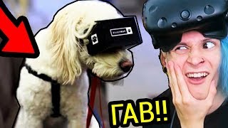 МОЙ ПЁС ПЕРВЫЙ РАЗ ИГРАЕТ В ВИРТУАЛЬНОЙ РЕАЛЬНОСТИ!!! (STUNT CORGI VR)