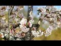 春光融融，春風和熙，花現芳蹤....武陵農場，梨山福壽山農場賞花二日遊