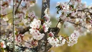 春光融融，春風和熙，花現芳蹤....武陵農場，梨山福壽山農場賞花二日遊