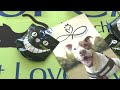 SPCA Albrecht Center for Animal Welfare breaks ground on new veterinary care center extension
