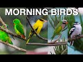 Relaxing Music with Morning Birds for Deep Concentration || Sleep, Study, Meditation ||