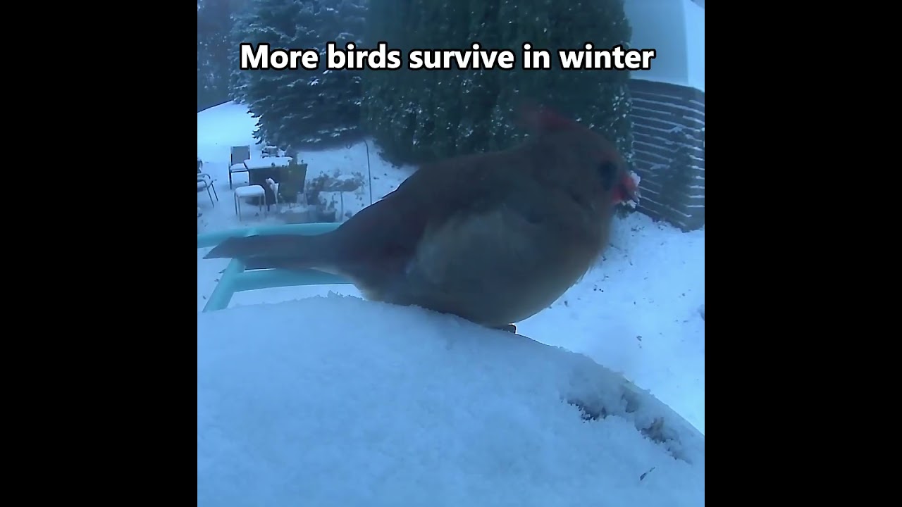 3 benefits of feeding bird 