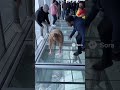 Skyscraper Glass Floor Starts to Crack! 😨 People Freak Out #city #epic #shock #fails