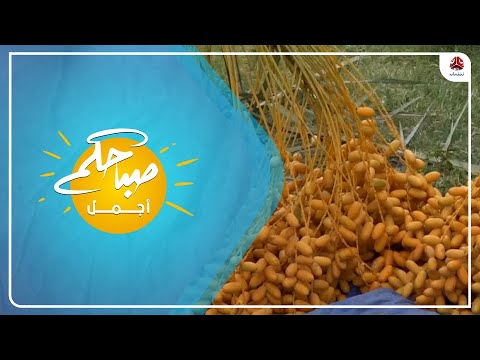 موسم جني التمور في شبوة