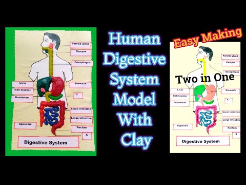 Human Digestive System Model Making Easy Using Cardboard || Digestive System Model TLM Easily  @UJANCREATIONS