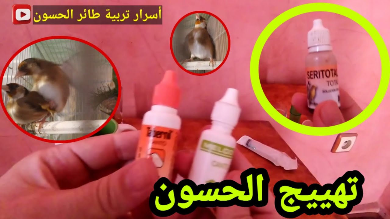 تقديم المحفزات و الفيتامينات  لتهييج ذكور الحسون  و تجهيز إناث الحسون إستعدادا لموسم 2023 🔥🔥🔥