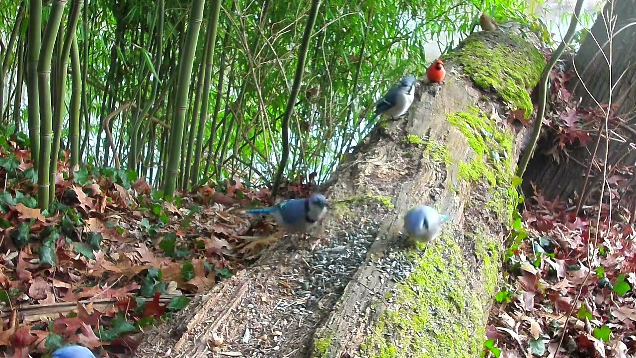 Who Rules the Forest? 