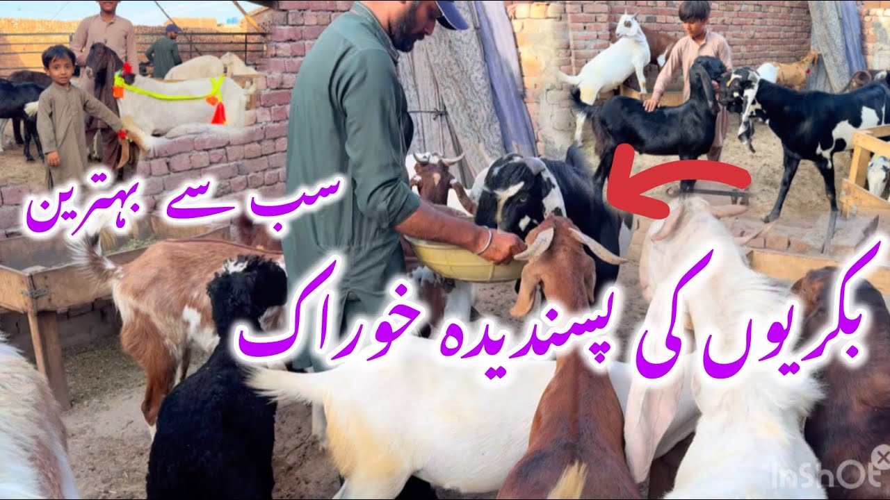Barkat Rind Goats Favorite Feed 🐐 | Roasted Chana Benefits | Barkat Farm Update ...