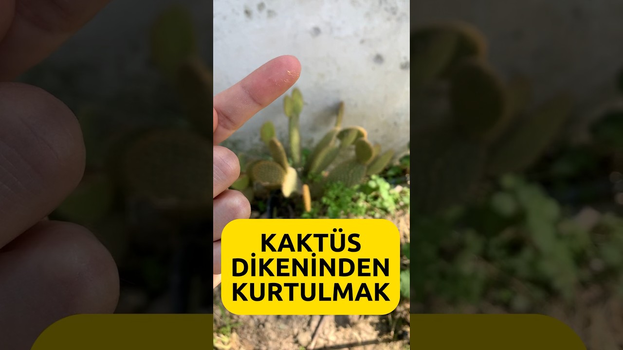 Kakts dikeni nasl kar?  #kakts #cactus - YouTube