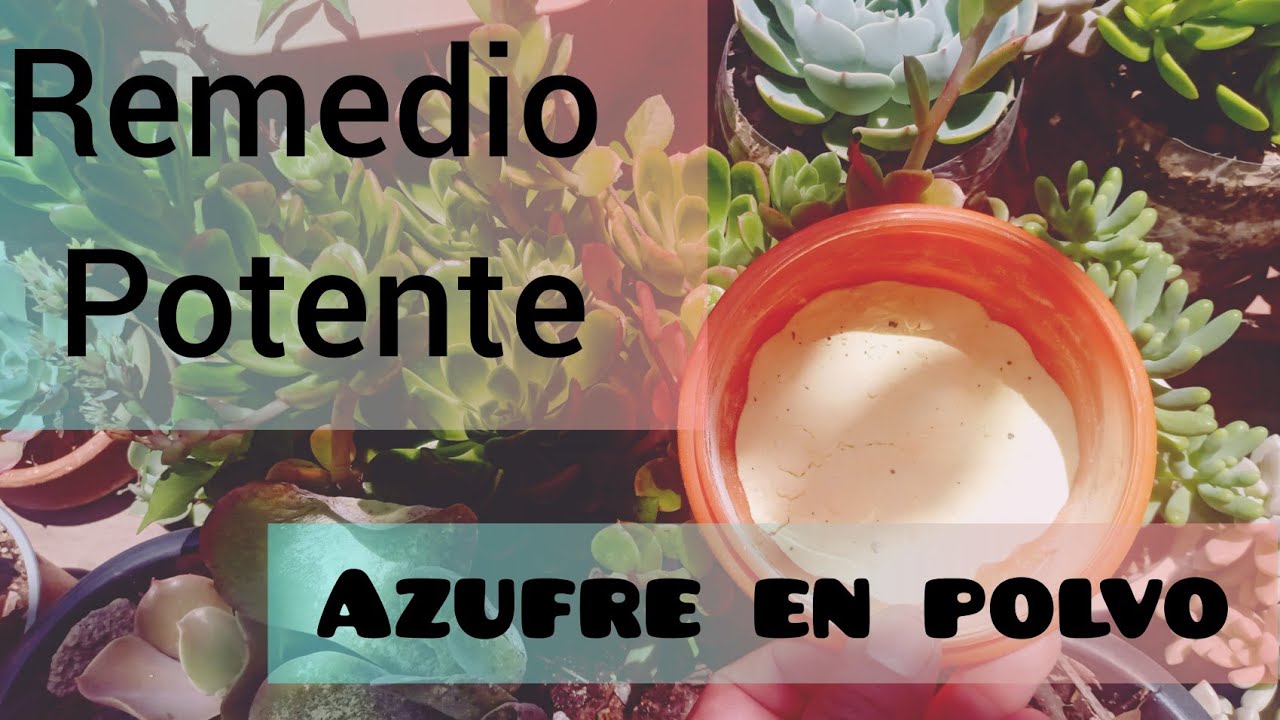 Adios Plagas y hongos en tus plantas / Descubre los milagros del Azufre en polvo