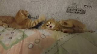 Маленькие смешные котята тонут в кровати.Littly funny kittens drowning in bed.