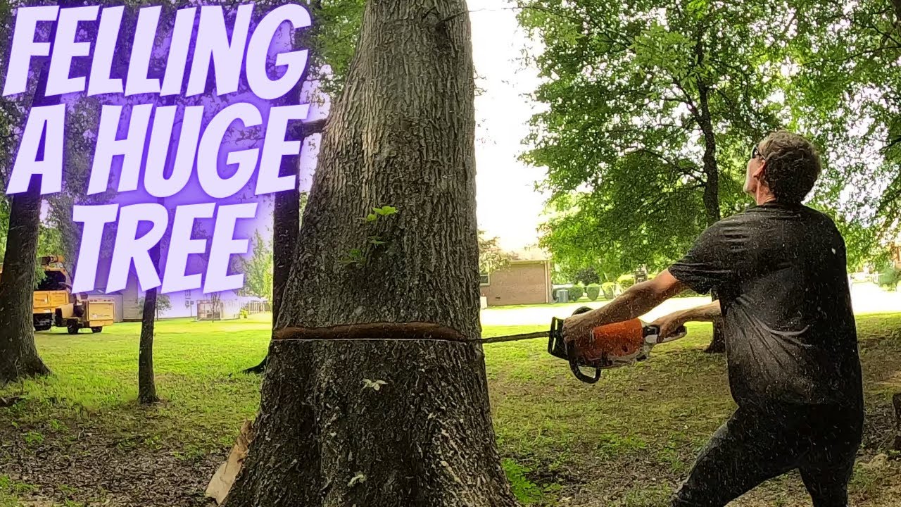 Felling a Huge Tree - YouTube