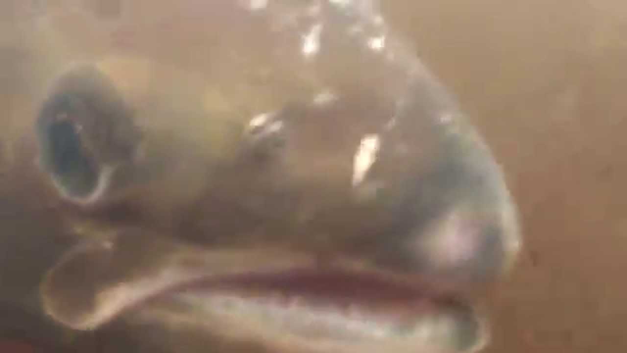 Atlantic Salmon Fishing Ireland GoPro Salmon C&R 7-10-14