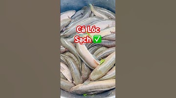 @calocvn ​⁠ ✅ Thu hoạch 100 tấn Cá Lóc sạch size 1-2kg #cálóc 0979928788 #giathuysan @cadacsan