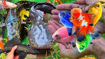 Video Cá Cảnh Đẹp, Động Vật Dễ Thương, Cá Bướm, Cá Koi, Cá Vàng, Rùa, Cá Ba Đuôi