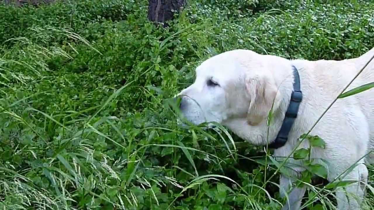 Does your Dog Eat Grass like a Cow..? YouTube