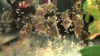 Behind the Scenes: South American Leaf Fish Feeding | California Academy of Sciences