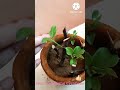 Bougainvillea cuttings (20 days) update in this 🌧️rainy season.Easy to grow.