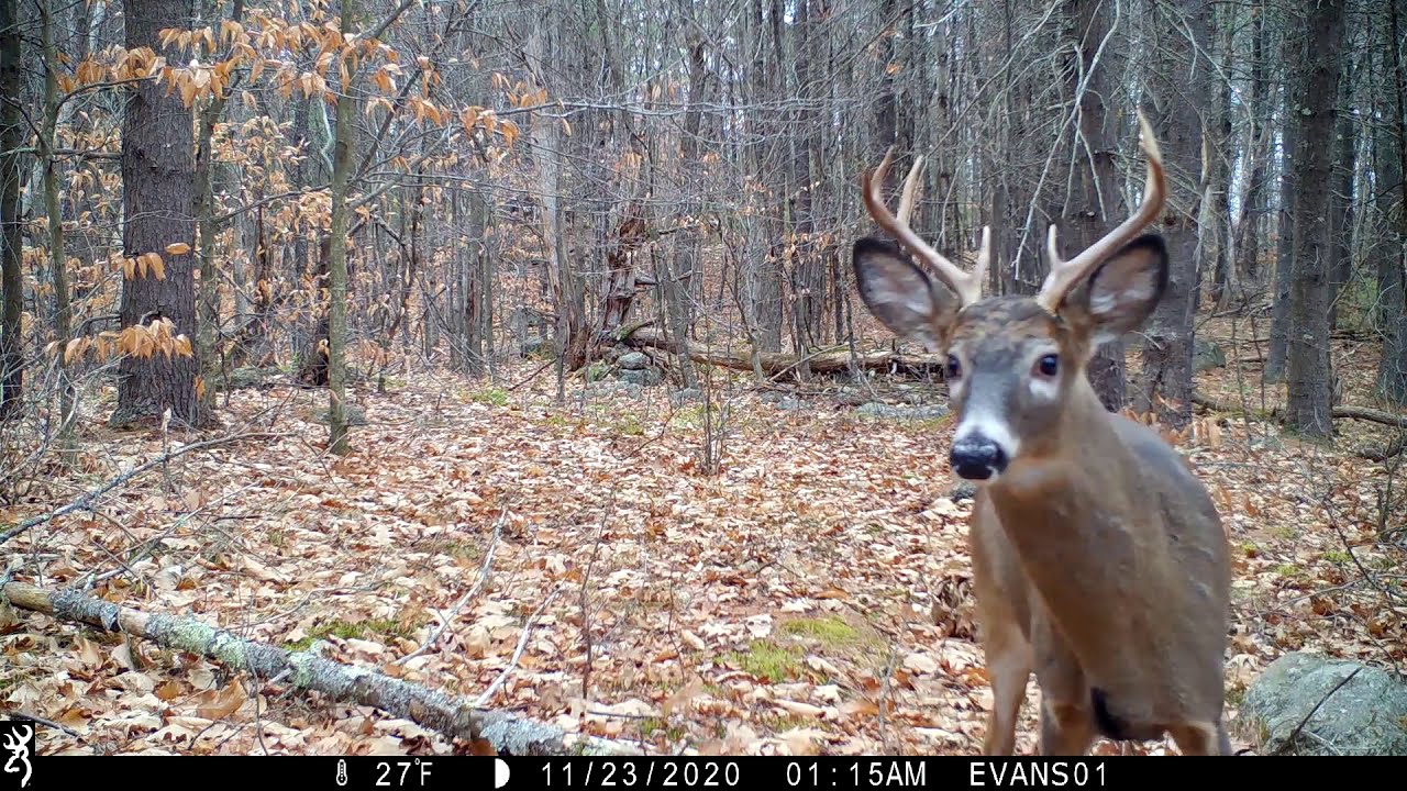 Daytime deer scrape activity in NH.