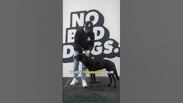 How to Use a Slip Leash: Tips for Effective Dog Training