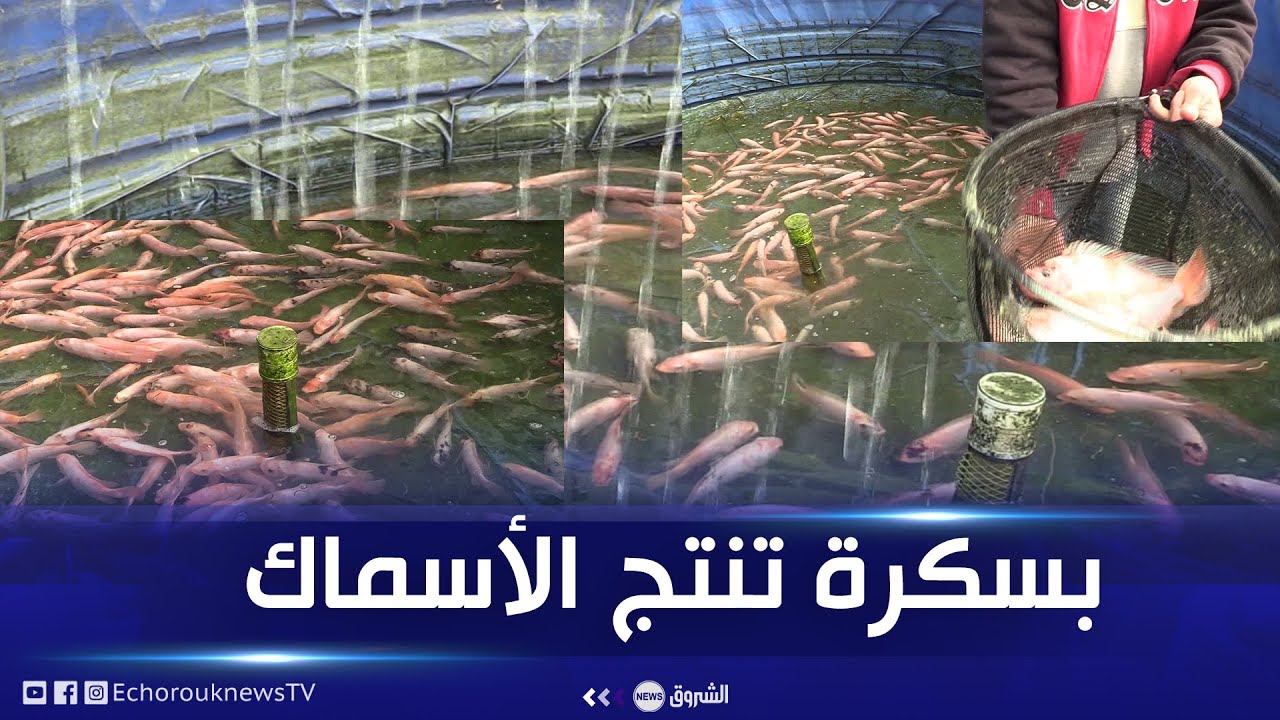 بسكرة| تربية الأسماك في الأحواض .. تجربة ناجحة تستدعي الدعم