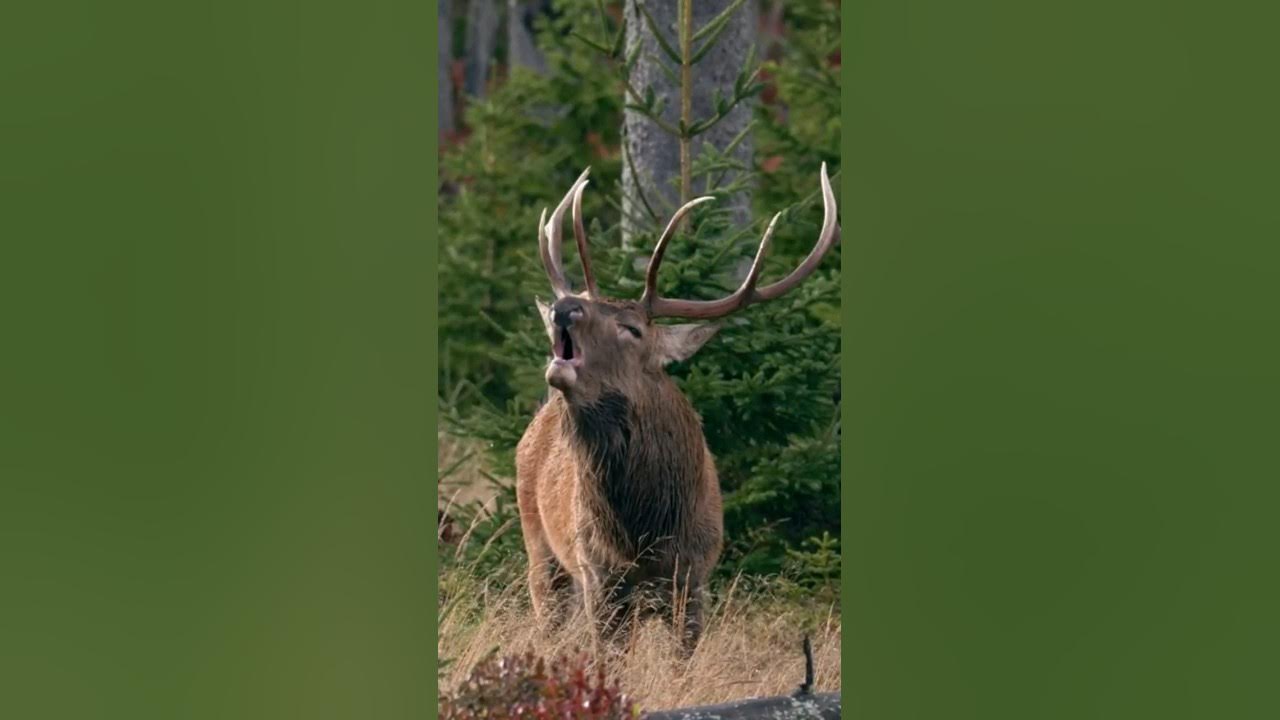 Amazing Sound of RED DEER During the Rut red deer rutting calls YouTube
