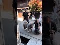 秋田犬長毛カイは台風過ぎた後高山の古い街並み闊歩した