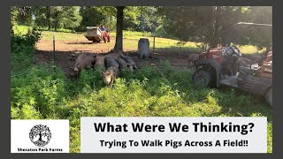 Pastured Pig Rotation - Walking the Hog!