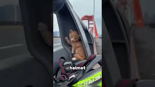 This Cat Was Left On A Bridge