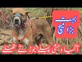 Pakistani bully kutta washi top class by faisal pardesi veer