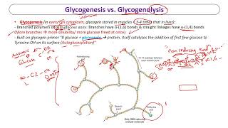 Locomotor Biochemistry - Glycogen Metabolism (with regulation and diseases)