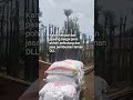 Pohon pelindung//Tukang taman #pohonpule #tukangtaman #kolamikankoi #tamanminimalis #bonsai