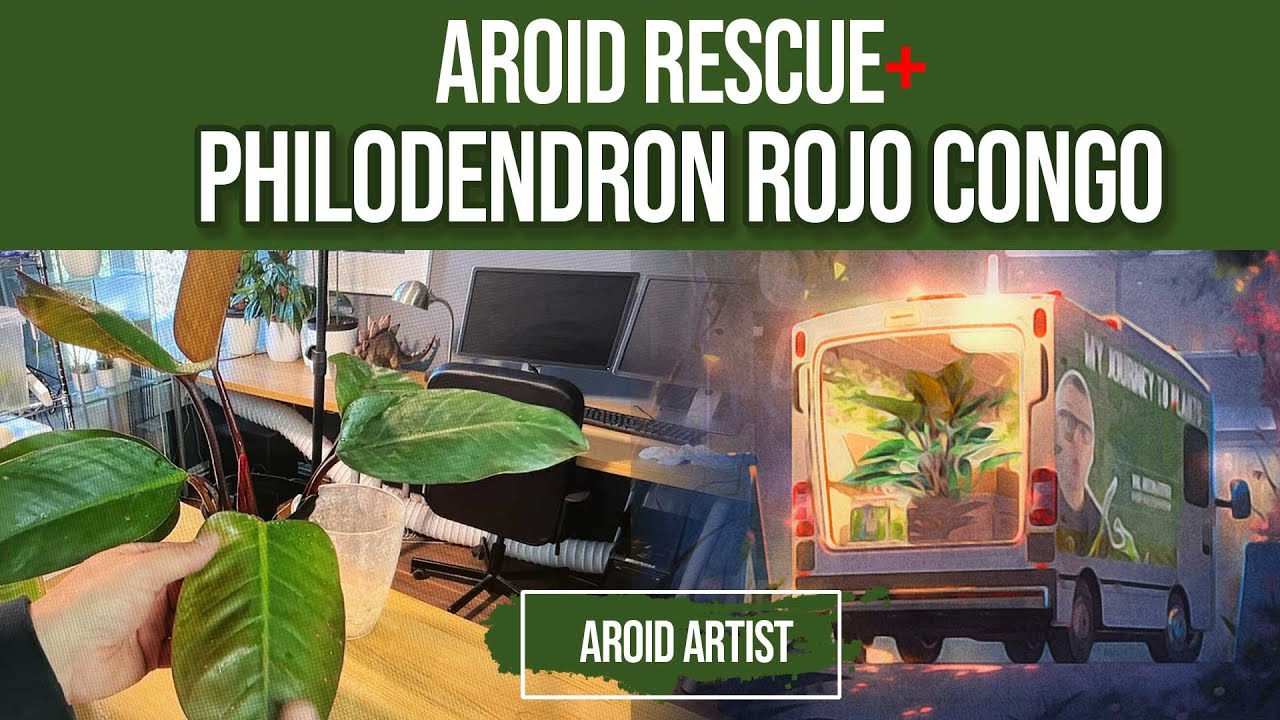AROID Rescue - Saving a Philodendron Rojo Congo