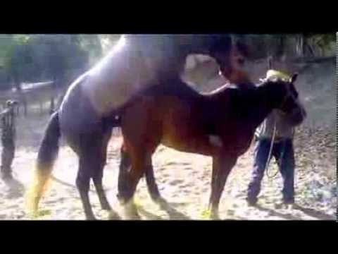 размножение коней. лошадь в прыжке. под лошадью видео. всадник падает с лошади. казачья джигитовка.