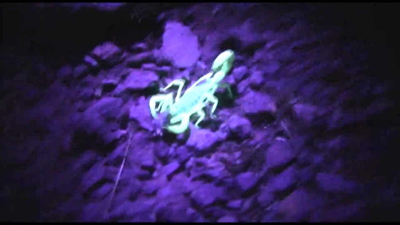 stingers Scorpion in Arizona under Blacklight