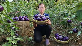 Harvest round eggplant \& Vegetables shrinkage Goes to market sell - Animal care in farm