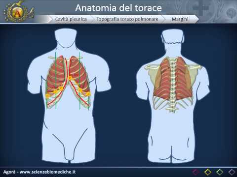 Video: Anatomia, Diagramma E Funzione Degli Organi Toracici - Body Maps