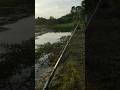 Infonya spoot masih sepi #castinggabus #mancingcasting #softfrog #daidofishingteam #daidopredator