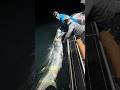 Fort Myers Tarpon Fishing – Monster Pod Moves In