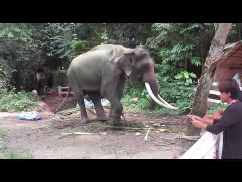 Thailand&#039;s dancing elephant.